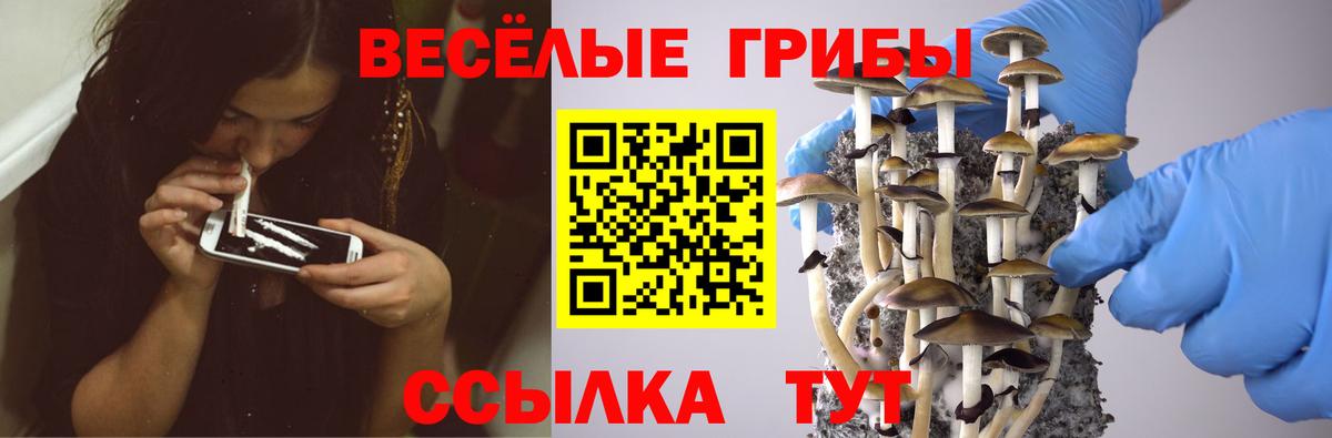 Новочеркасск  купить наркотики сайты  Вход с VPN  Галлюциногенные грибы Psilocybine cubensis  Галлюциногенные грибы Psilocybe 